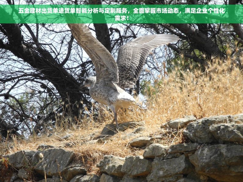 五金建材出货单进货单智能分析与定制服务，全面掌握市场动态，满足企业个性化需求！